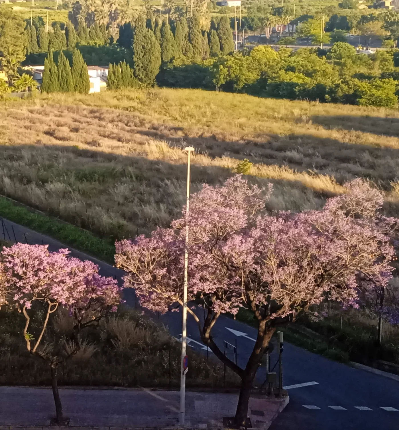 Camino entre almendros en flor
